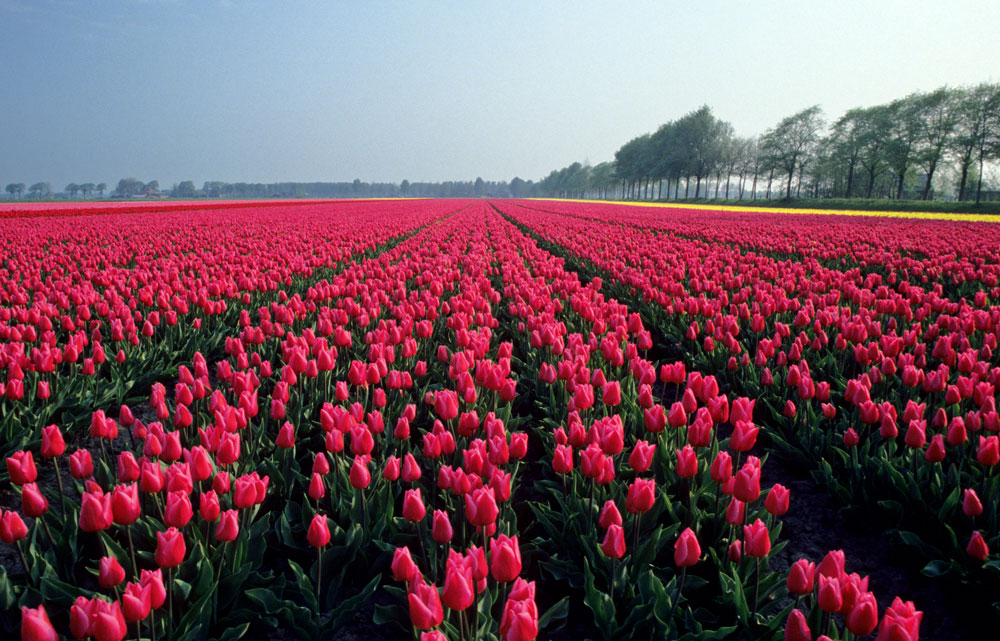 how-commercialize-world-famous-color-of-the-year_1000x600