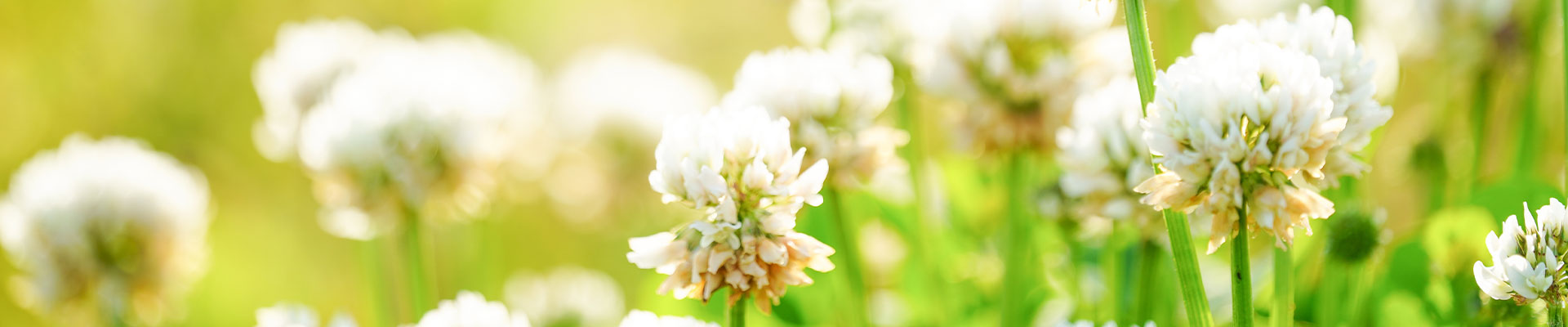 demystifying-daylight_1920x400