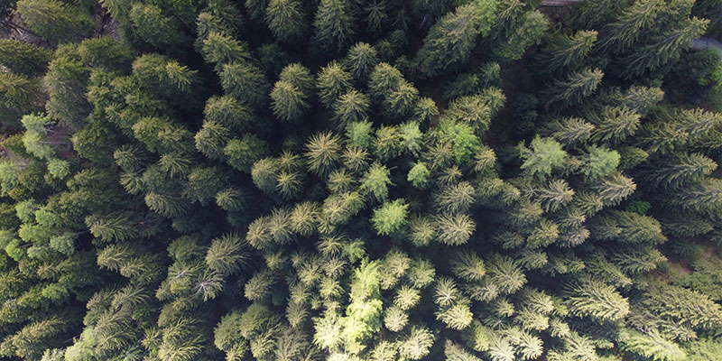 optical-brightner_800x400